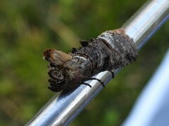 Abrostola tripartita
