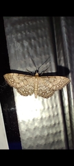 Idaea moniliata