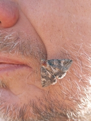 Drasteria cashmirensis