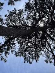 Pinus tabuliformis