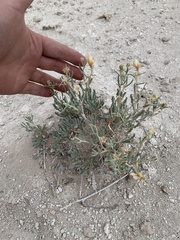 Mentzelia argillicola