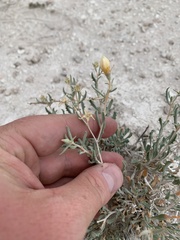 Mentzelia argillicola