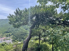 Pinus tabuliformis