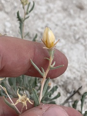 Mentzelia argillicola