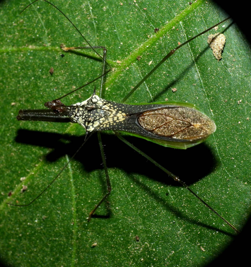 Heza leucothorax