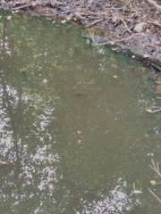 Lissotriton vulgaris