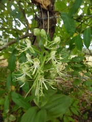 Habenaria lucaecapensis