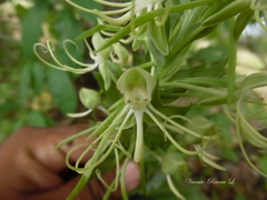 Habenaria lucaecapensis