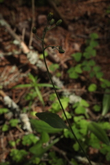 Hieracium subpellucidum