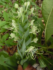 Habenaria lucaecapensis