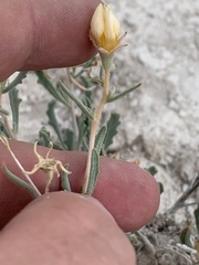 Mentzelia argillicola