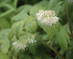 Hydrophyllum fendleri