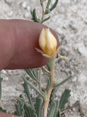 Mentzelia argillicola