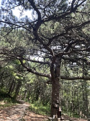 Pinus tabuliformis