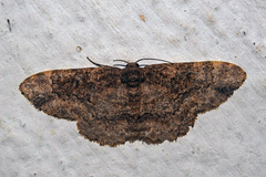 Parapholodes fuliginea