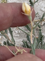 Mentzelia argillicola