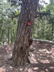 Pinus tabuliformis