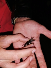 Nothopleurus lobigenis
