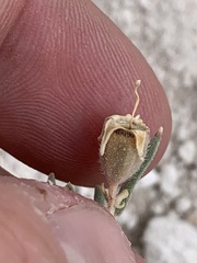 Mentzelia argillicola