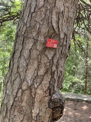 Pinus tabuliformis
