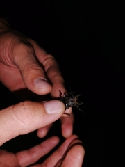 Nothopleurus lobigenis