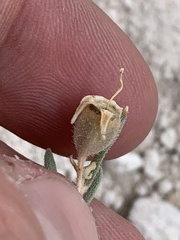 Mentzelia argillicola