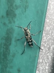 Xylotrechus atronotatus