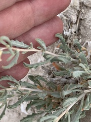Mentzelia argillicola