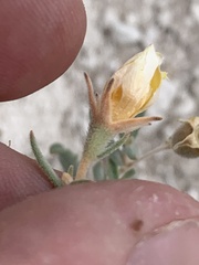 Mentzelia argillicola