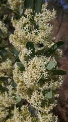 Gymnosporia glaucophylla