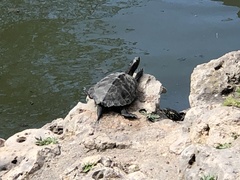 Graptemys pseudogeographica