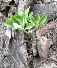 Euphorbia neriifolia