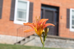 Gelbrote Taglilie (Hemerocallis fulva): Herkunft und Verwendung — Foto 2