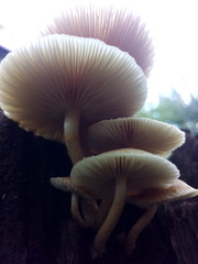 Gymnopilus