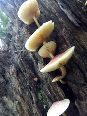 Gymnopilus
