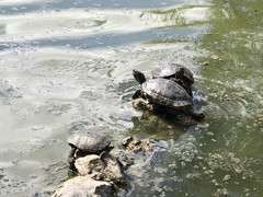 Trachemys scripta scripta