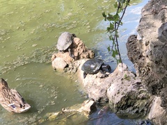 Trachemys scripta scripta