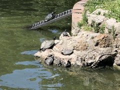 Trachemys scripta scripta