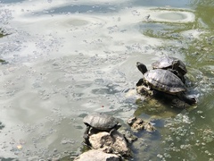 Trachemys scripta scripta