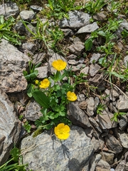 Ranunculus montanus