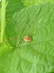 Opilio canestrinii