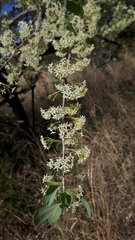 Gymnosporia glaucophylla