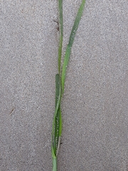 Zostera noltei