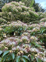 Crateva adansonii formosensis