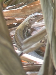 Pholidoscelis exsul
