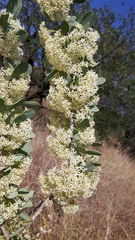 Gymnosporia glaucophylla