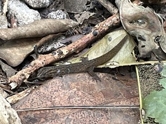 Sphaerodactylus notatus
