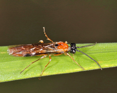 Thrinax dubitata