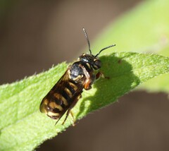 Dianthidium texanum