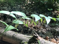 Polygonatum biflorum